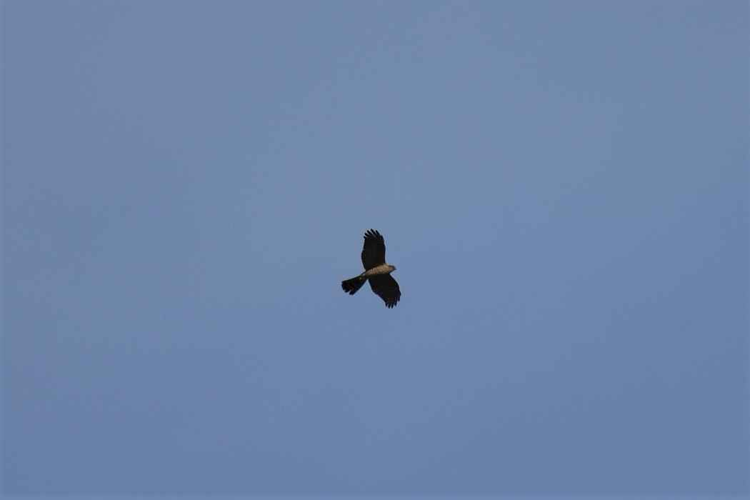 Eurasian Sparrowhawk